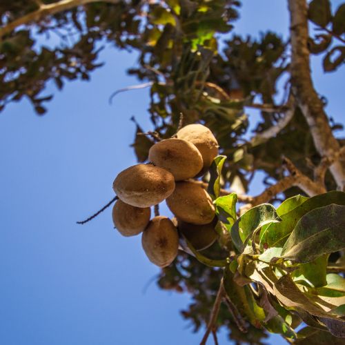 Discover the Incredible Benefits of Wild Roasted Baru Nuts from Brazil